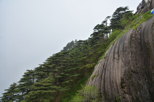 陡峭山壁旁的葱郁树木