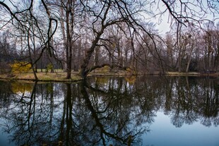 宁静湖畔枯树倒影美景