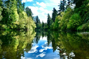 宁静森林中的澄澈河流