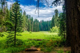 森林中的翠绿开阔草地