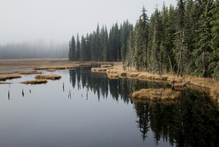 静谧湖畔森林倒影美景