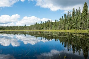 宁静湖畔森林美景