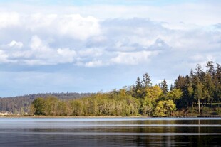 宁静湖畔的森林景致