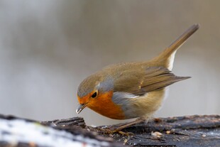 雪地中觅食的橘胸小鸟