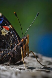 微距下的斑斓蝴蝶