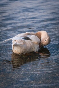 水中休憩的可爱鸭子