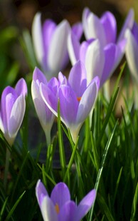 紫色番红花绽放