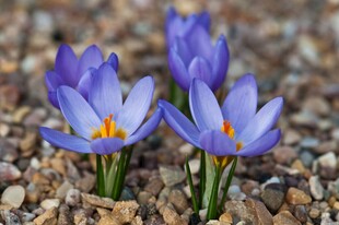 紫色番红花绽于碎石间