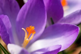 紫色番红花特写