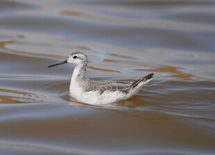 水中涉水的长嘴小鸟