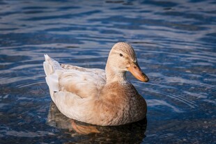 水中游弋的可爱鸭子