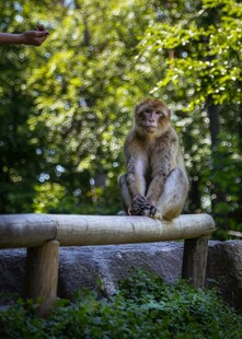石猴坐栏 绿意环绕