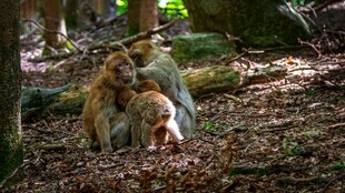 林间猴母子依偎