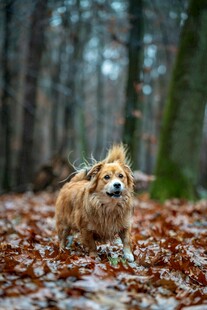 林间漫步的可爱棕色小狗