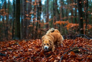 秋日林间的可爱小狗