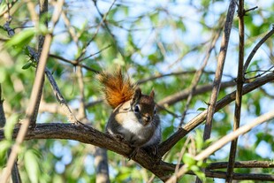 树枝上栖息的多彩小鸟