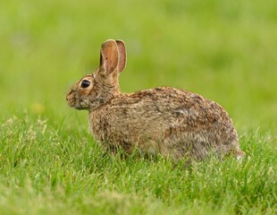 草地上的棕色野兔