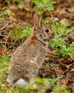 野外站立的灰褐色野兔