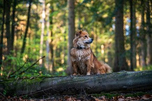 森林中休憩的威严山猫