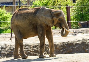 动物园中站立的大象