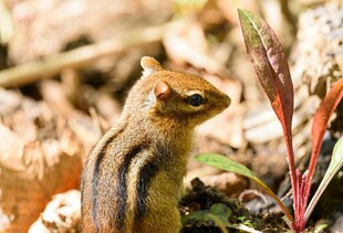 林间可爱花栗鼠