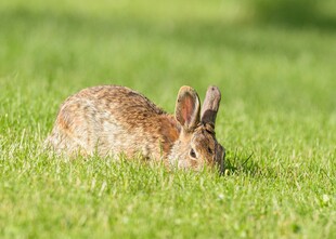 草地上的棕色野兔