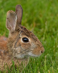 草地上的可爱小兔子