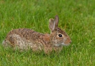 草地上的可爱小兔子
