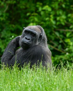 草地 沉思的大猩猩