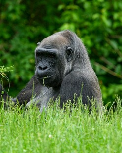 草地上的大猩猩