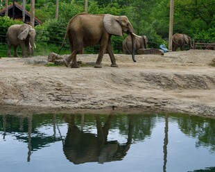 大象在水边漫步