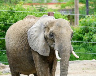 动物园中的大象