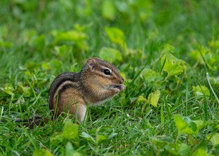 草地上的花栗鼠