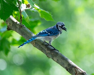 枝头蓝鸟悠然栖息