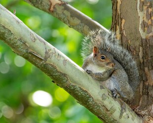 树枝上的可爱松鼠