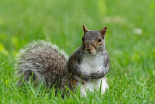 草地上的可爱松鼠