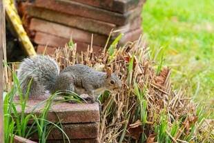 草地上的两只可爱小松鼠