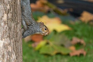 树干旁探头的可爱松鼠