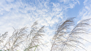 蓝天白云下的摇曳芦苇