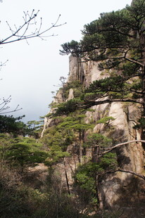峻峭山峰上的苍松