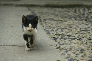 黑白小猫在路上行走