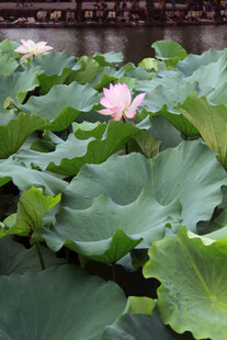 池塘中的盛开荷花与荷叶