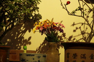 室内花卉盆栽景致