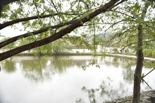 湖畔绿荫下的静谧景致