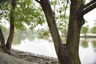 河畔绿树环绕的静谧景致