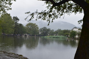 湖畔树影 静谧自然景致