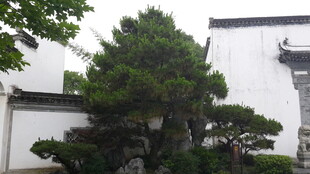 中式庭院中的苍松盆景