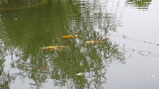 池塘中游动的几条金鱼