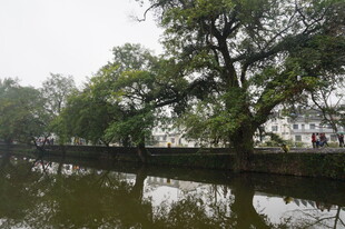 河畔绿树映水的静谧景致