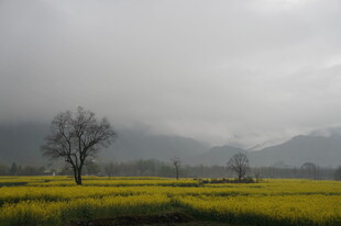 雾中田野孤树的静谧景致